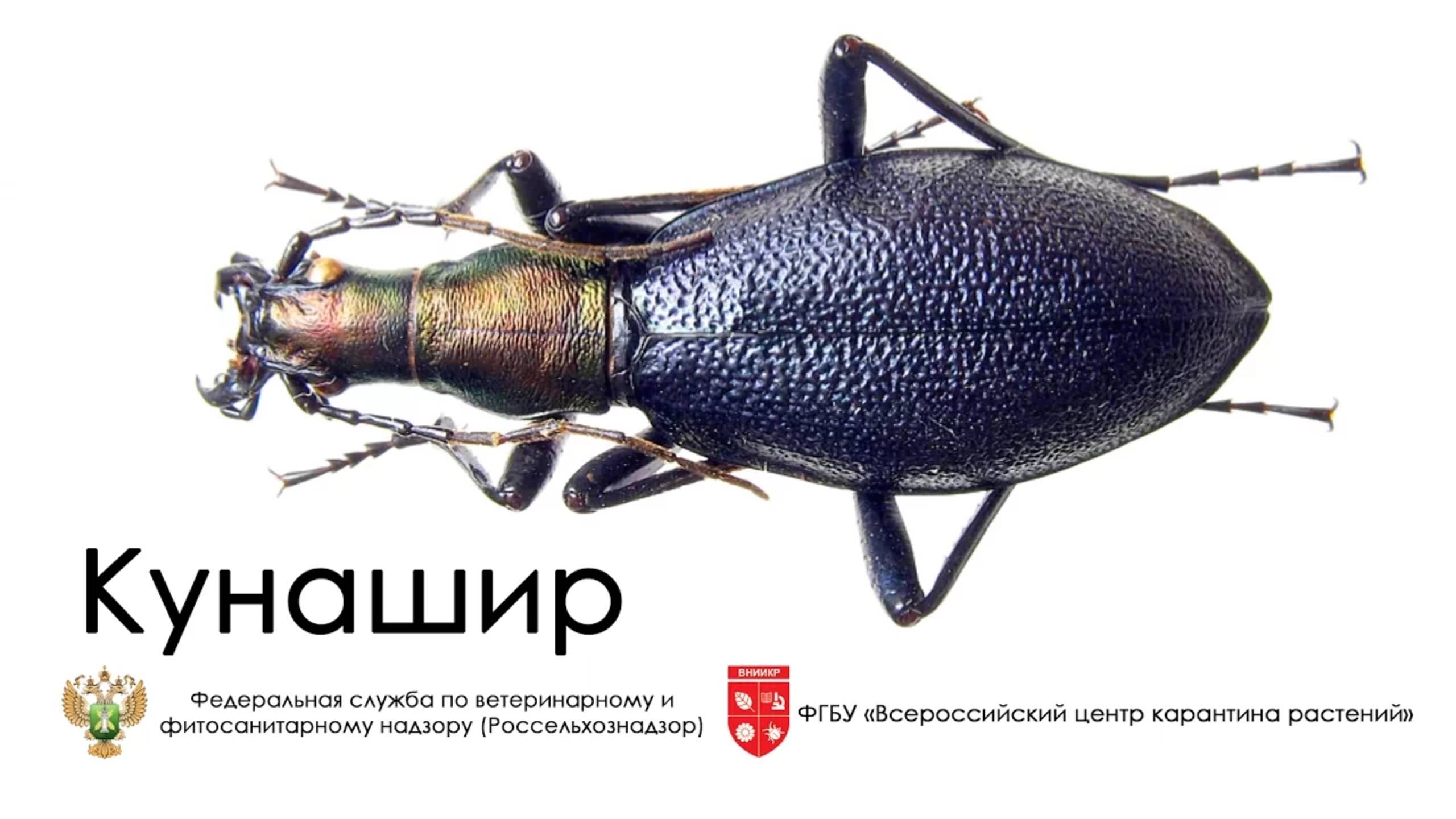Кунашир