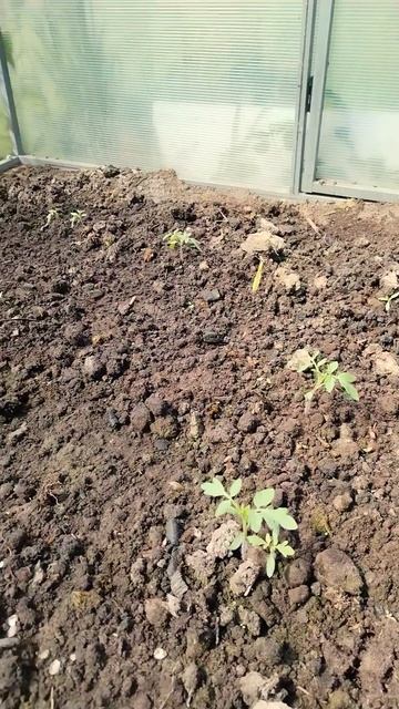 Дача с нуля