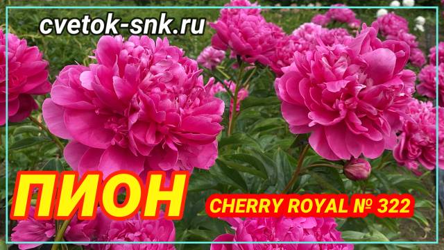 Пион Cherry Royal. Цветение 2022 года / Сад Ворошиловой