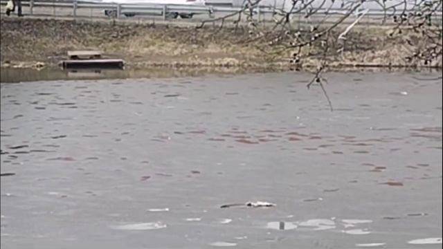 Светлые Горы 14.03.2025г.