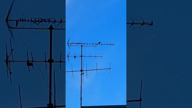 Краснодар  - прилетел скворец - песня скворцов - 13 марта 2025 г.