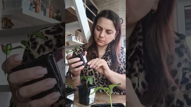 Выбраковка семян и ростков