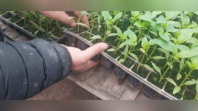 Дневник Агронома № 27