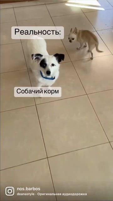 Кинолог и зоопсихолог Лиза г. Лимасол @nos.barbos