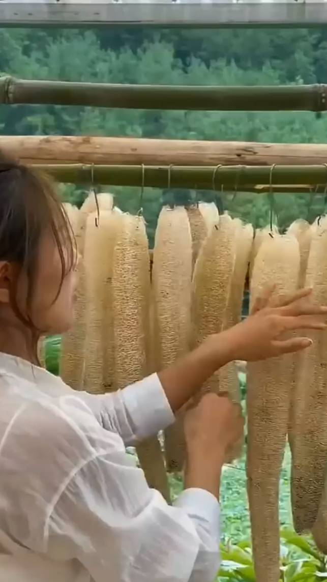 🥒Превращаем люффу в продукт домашнего использования! #shorts #garden #советы
