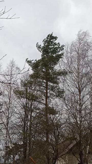 Сильные ВЕТЕР