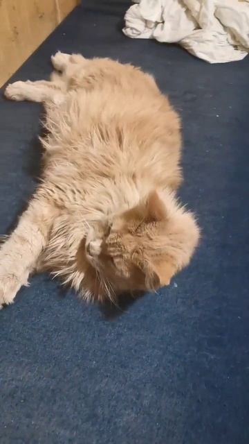 монастырский кот абрикос!