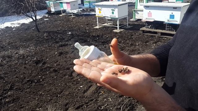 КАК ПОДКАРМЛИВАТЬ ПЧЕЛ ВЕСНОЙ 🐝 🍯