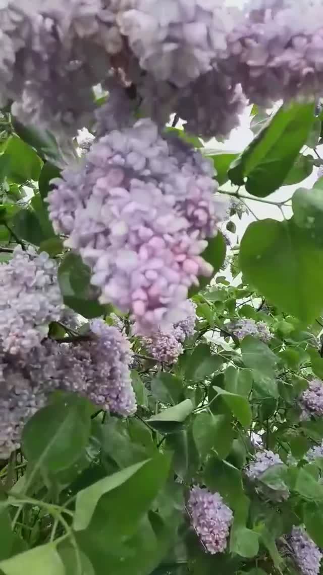 Видео Сирень в мае от Садовые растения в Рыбинске (720p)