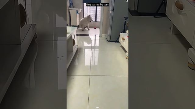 смешные собакины