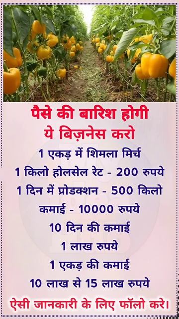 #किसान भाइयों शिमला #मिर्च की इस किस्म की #खेती करो पैसा ही #पैसा होगा ️ Today Best idea 4#business