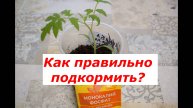 Первая подкормка томатов после пикировки #овощи #советы #рассада #подкормка #томаты