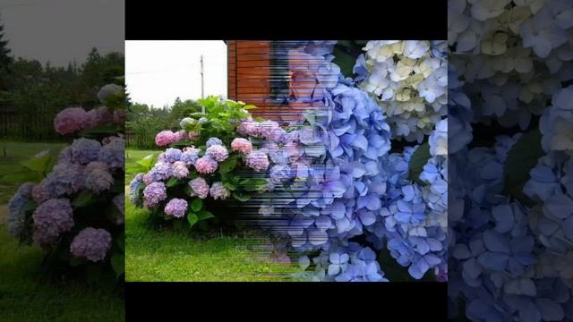 Почему об одном я пою
И всегда об одном говорю,