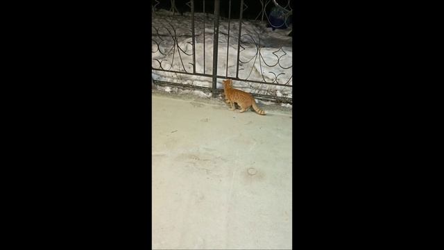 Кот. Фокс