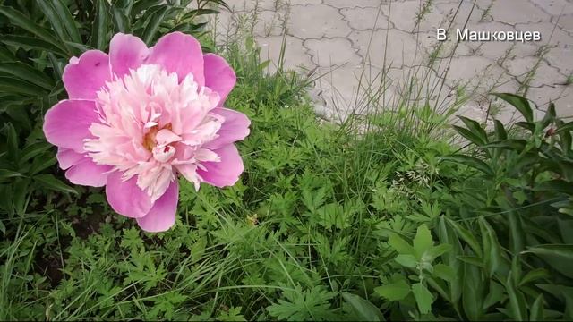 Городские цветы Минусинск ул. Абаканская