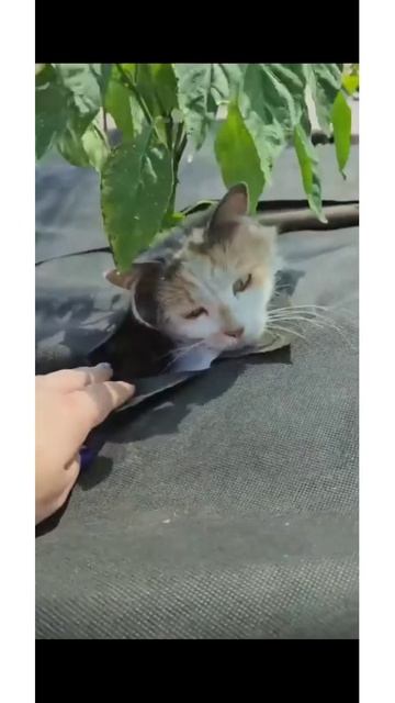 Котоперец