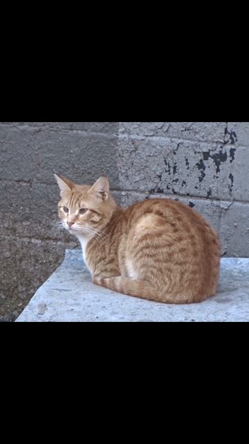 Из жизни котов