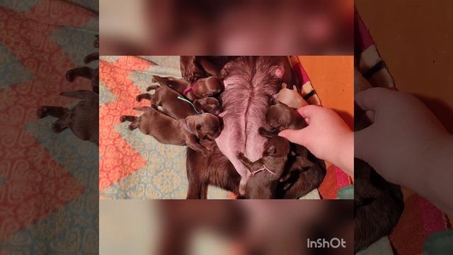 ЖЫкины детки. Шоколадные+изабеллый🤎🩵🩷🩷🩷литера *ю*