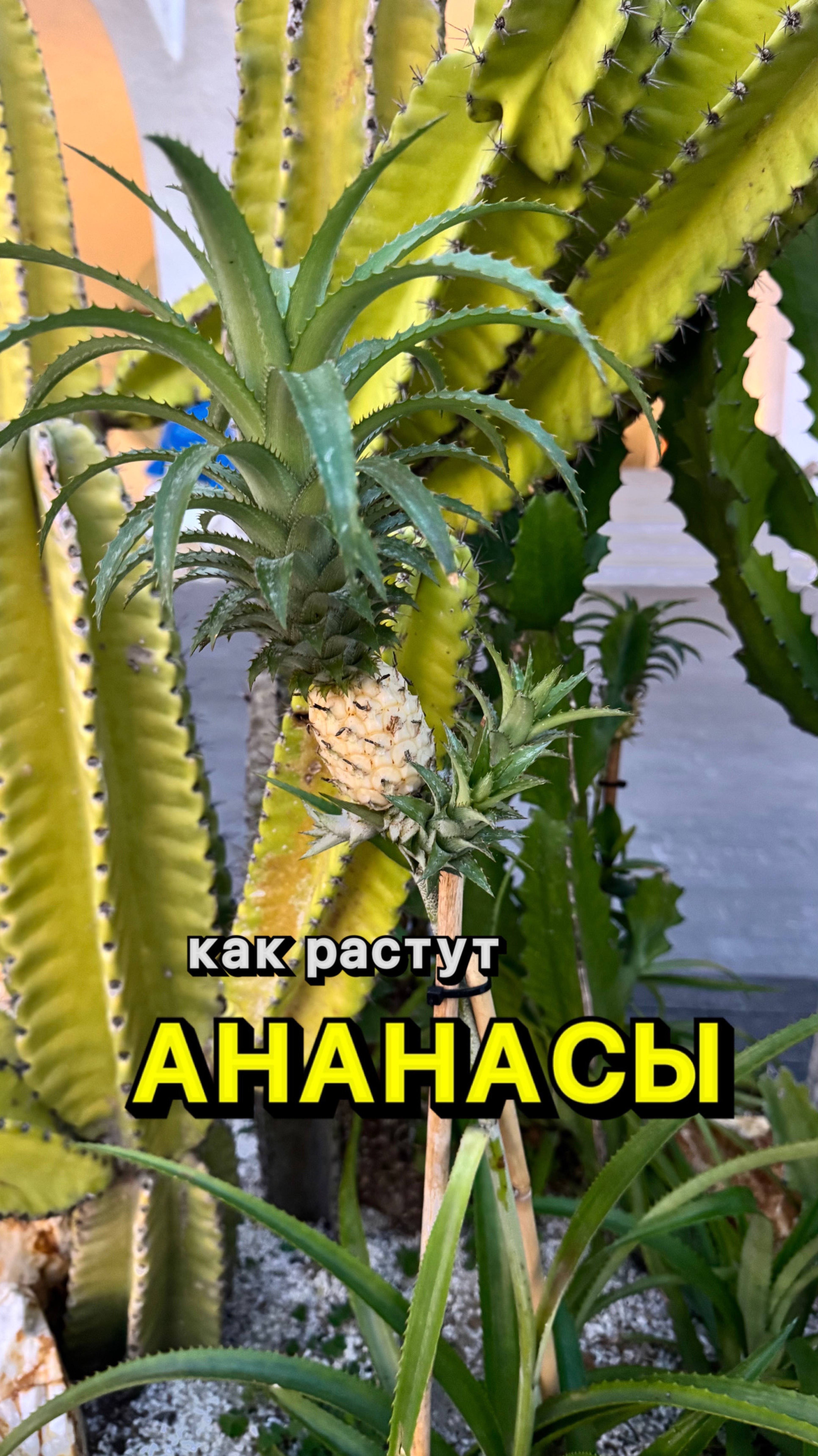 Как растут ананасы🍍
