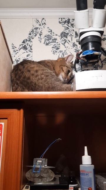 Маша звезда, теперь в моей мастерской. 5