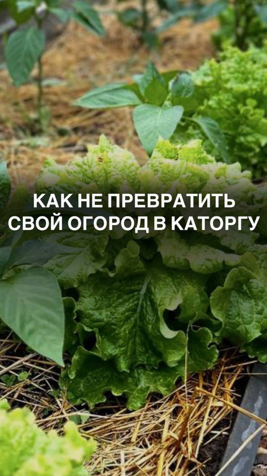Как не превратить свой огород в каторгу #листовойсалат
#салатлистовой
#зеленьвтеплице
#семенасалата