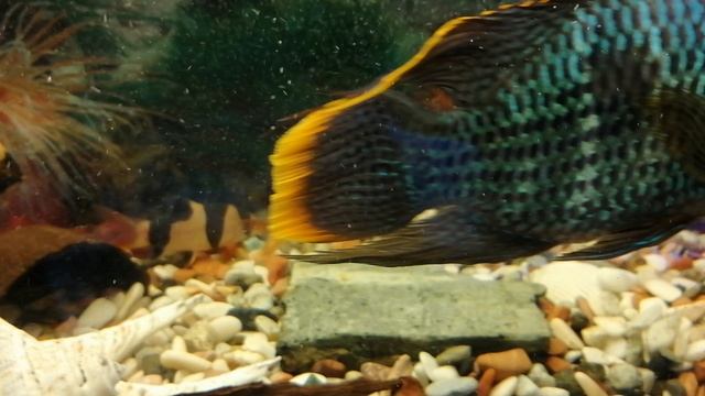 Акара бирюзовая 🐠🐟