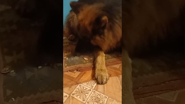 овчарка ест орехи