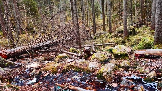 Бегущая по камням вода снимает стресс. Видео для релаксации и умиротворения.