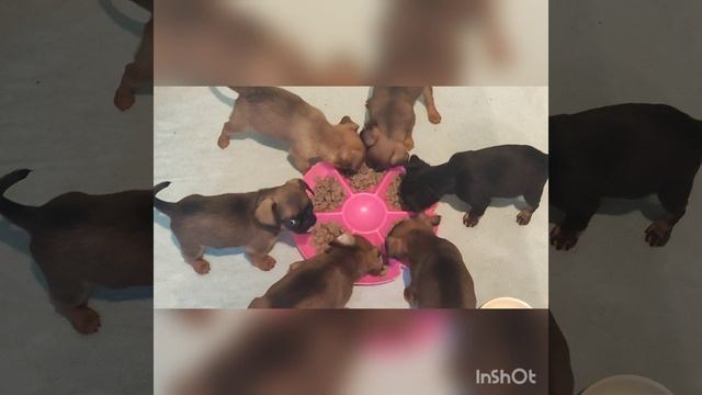 Щенки породы  пти брабансон.
Кушают очень дружно😄
Уже наши выпускники🩷🩷🩷