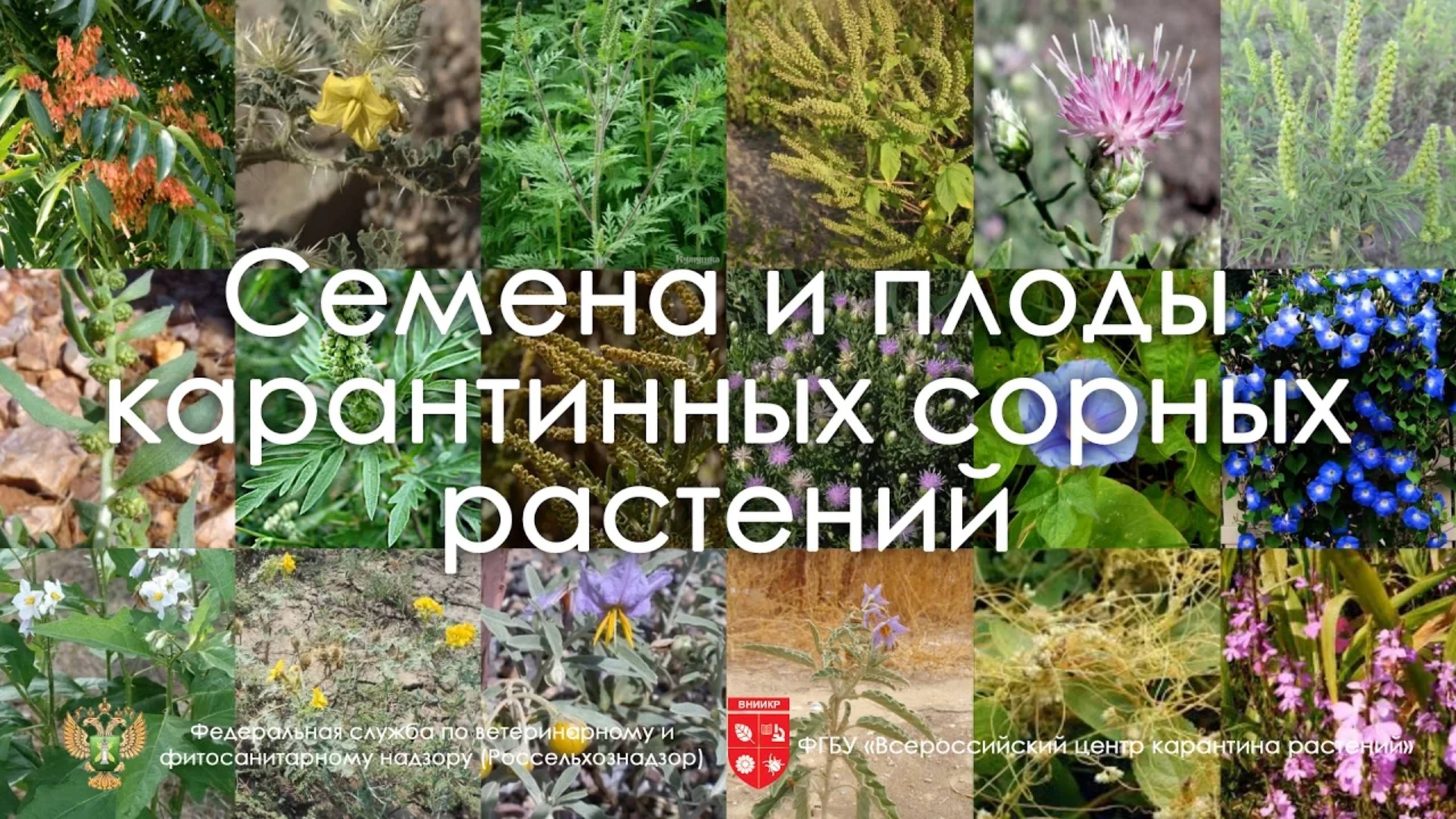 Семена и плоды карантинных сорных растений