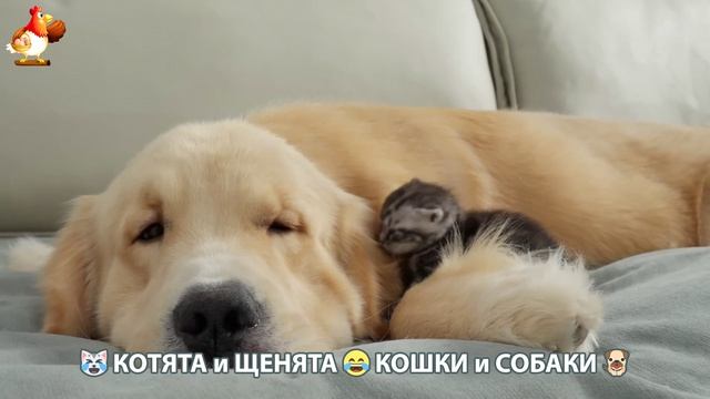 Котята и Щенята 😹 Кошки и Собаки ❣️🥰😂 (22)