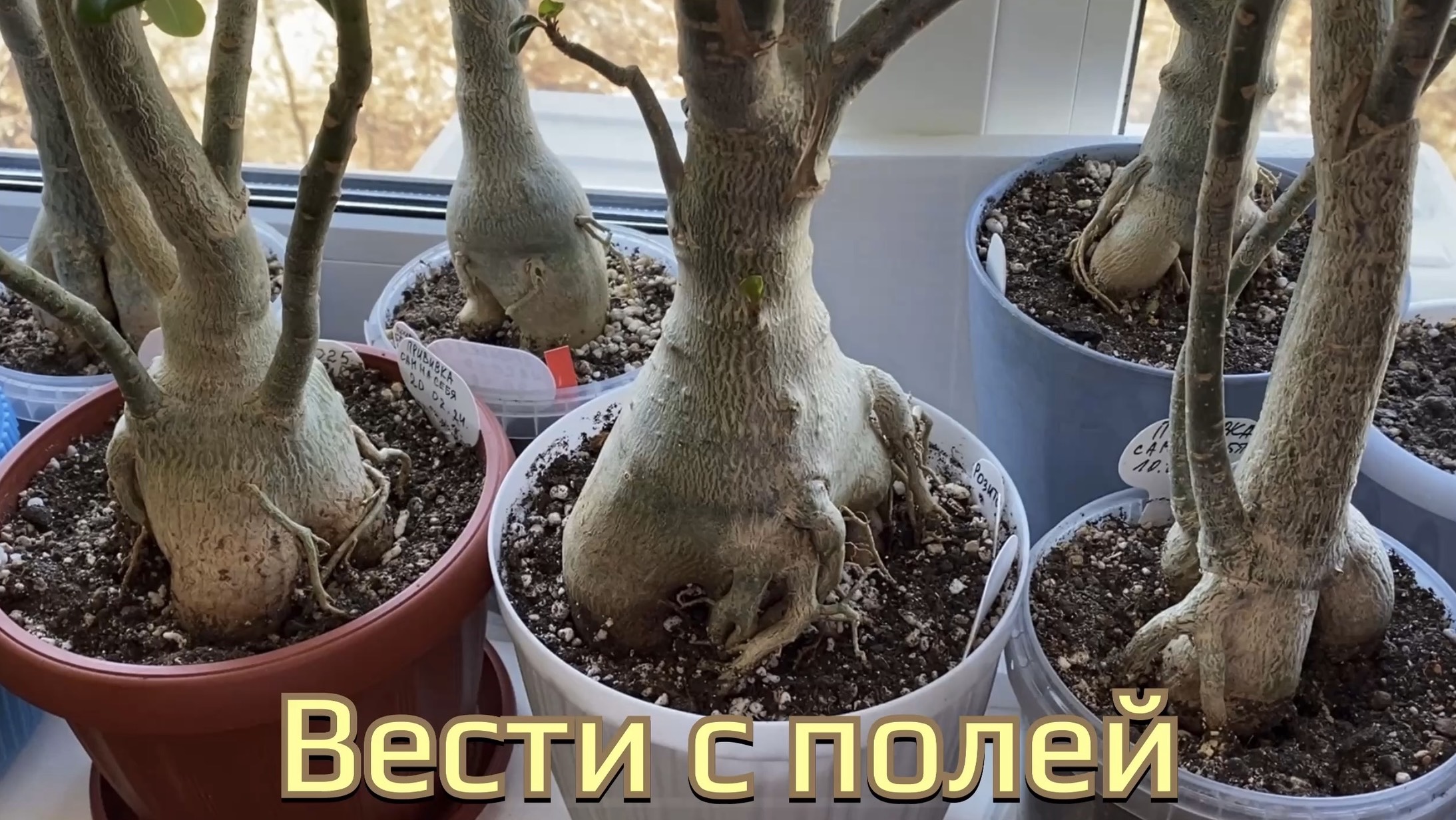 Адениумы после пересадки и обработки от мучнистого червеца. Как они? 14 марта 2025 г.