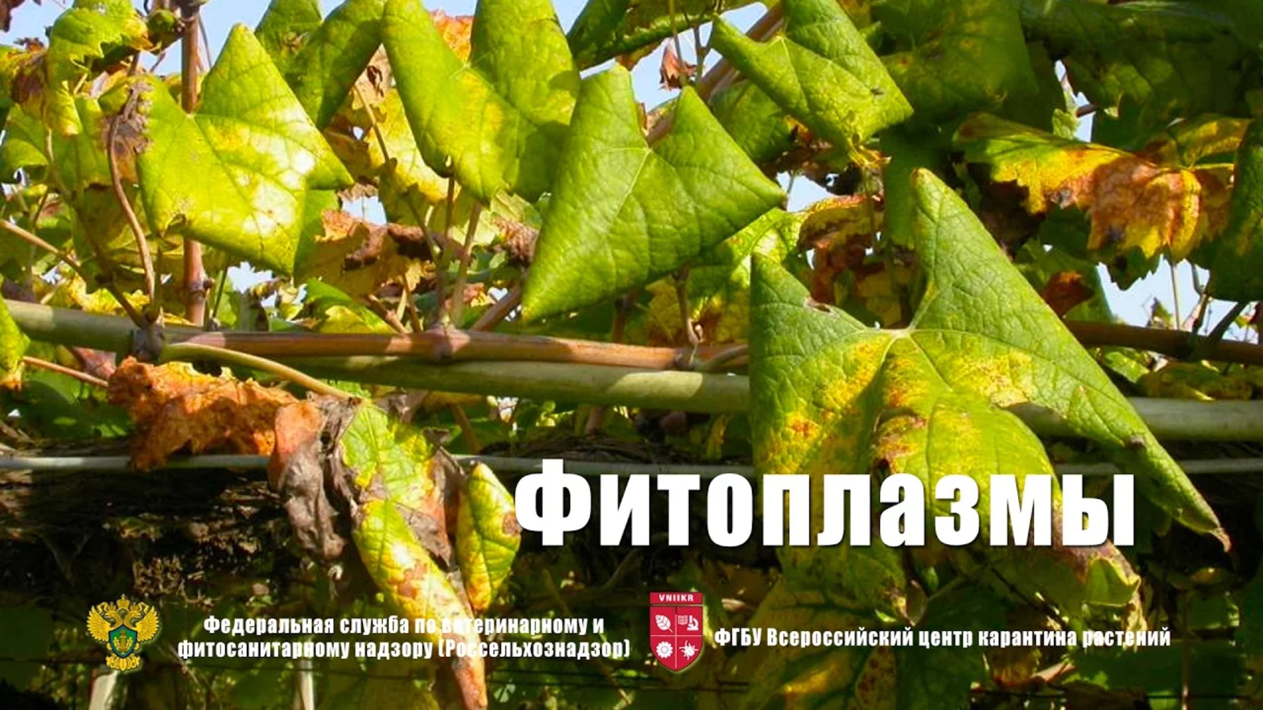 Фитоплазмы