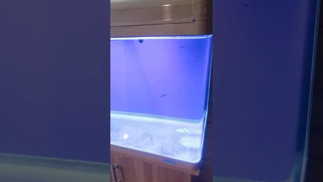 VID_20250314_073952.mp4