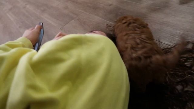 Getting my mini goldendoodle puppy & the first days...