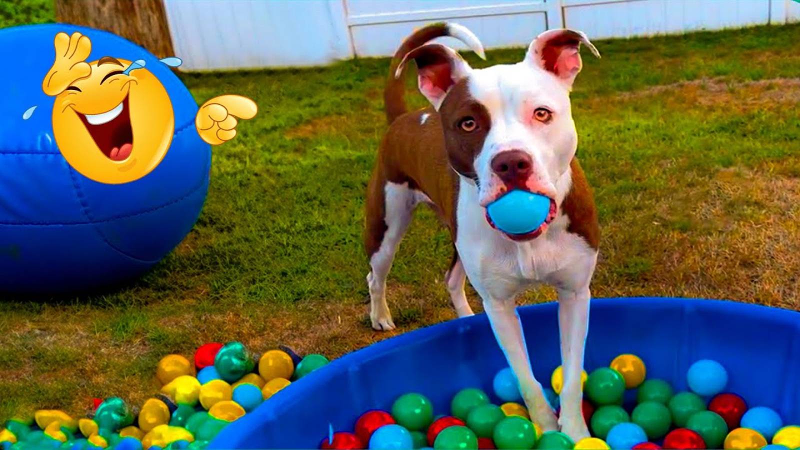 ЛУЧШИЕ видео ГОДА! 🤣🐶 САМЫЕ смешные домашние животные 2025 года