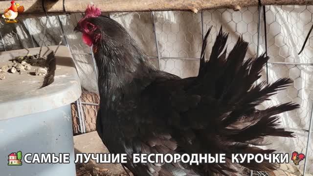 Курочки селяночки лучшие беспородные несушки 🥚 (30)