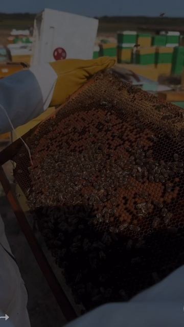 Натуральный мёд с нашей пасеки