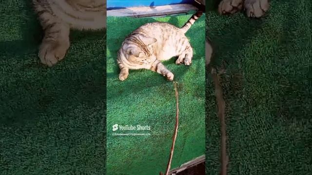 На свежем воздухе 🐯🦁🐅🐆🐈_⬛🐈🤣🤪🌅