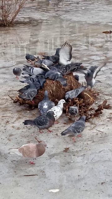 голуби на пеньке