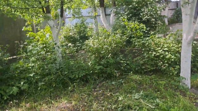 Як там "розсада"? Квіти. Кури, це вам не зима, а літо!