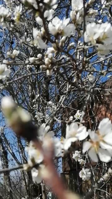 Цветет_миндаль.mp4