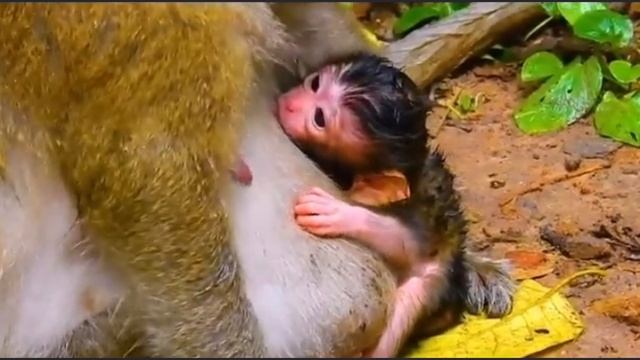 У мамы Макашонка живот как перина. Младенец прильнул и замер  000038958.mp4