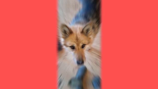 1000018914.mp4 (Собака наблюдает за модернизацией лестницы на 2-ой этаж дома А-фрейм)