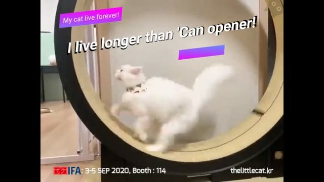 the Little Cat Fun Video