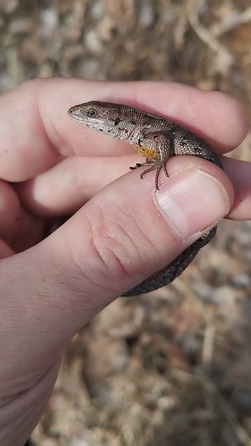 Первая ящерица 🦎 в году!