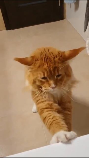 #юмор когда кот увидел как я купаюсь...