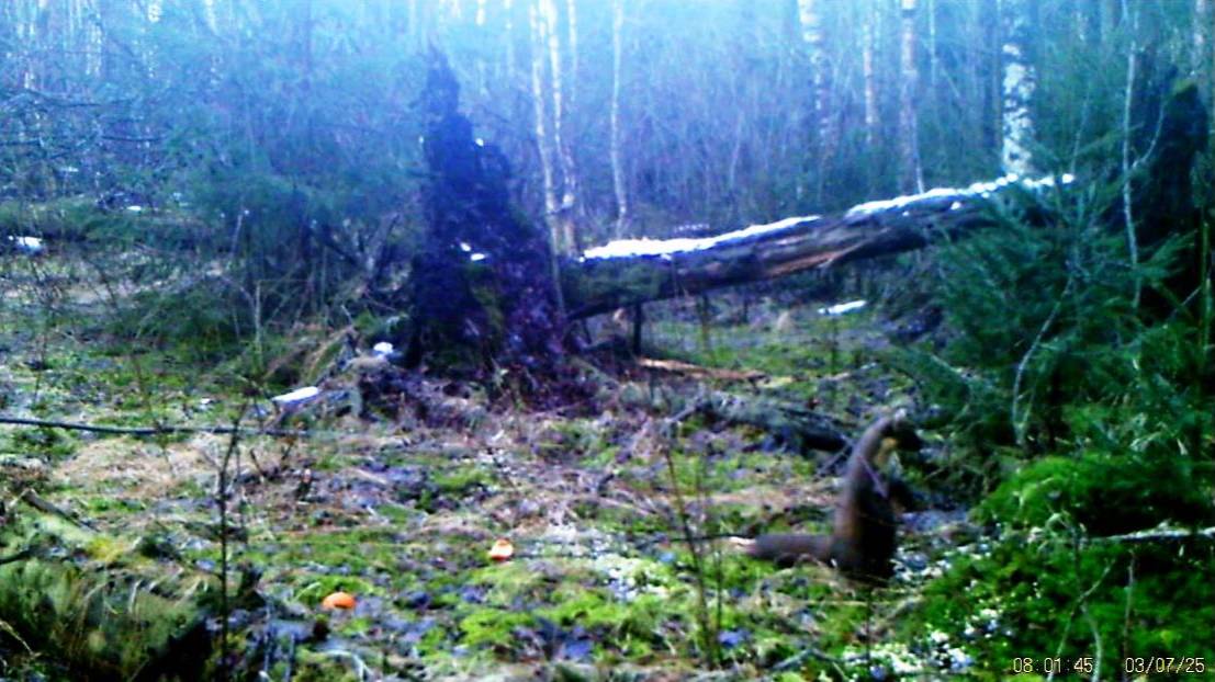Фотоловушка на 13.03.2025. Куница на посту, стоит на задних лапах.Лиса припозднилась.