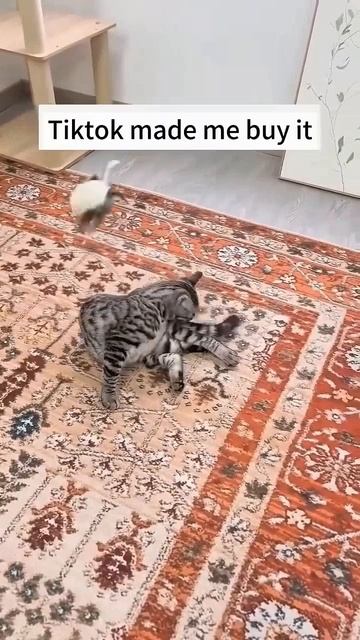 Котики для вас🤣