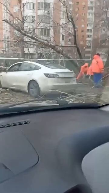 ‼️💨Берёза упала и раздавила «Теслу» на Международной улице‼️💨